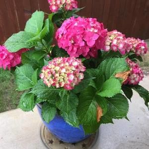 Meet your Posher, Kathy